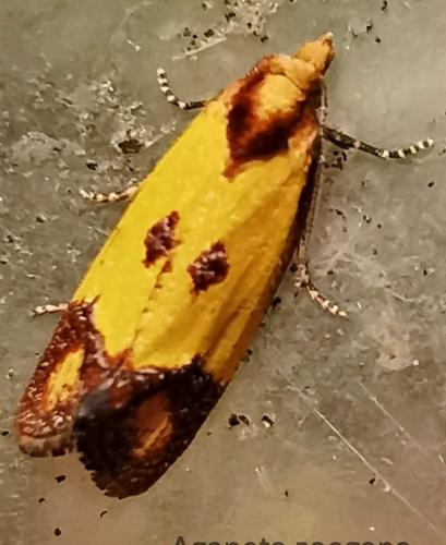 Agapeta zoegana